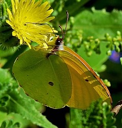 Canary Brimstone (male) - Gonepteryx cleobule © Teresa Farino